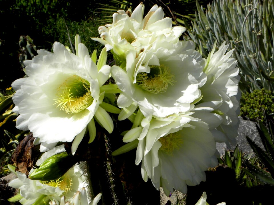 Blossom bloom white