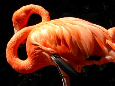 Plumage neck feather