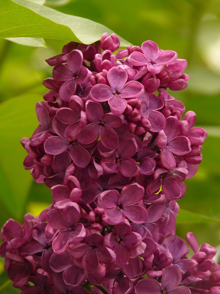 Bush plant violet