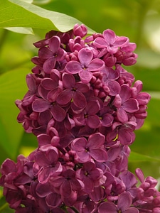 Bush plant violet photo
