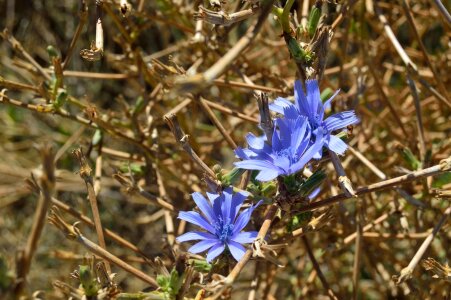 Blue flower jungle plant
