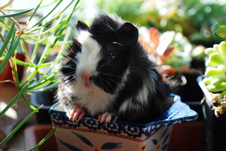 Mouse animal cute
