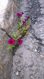 Rocks stones wall