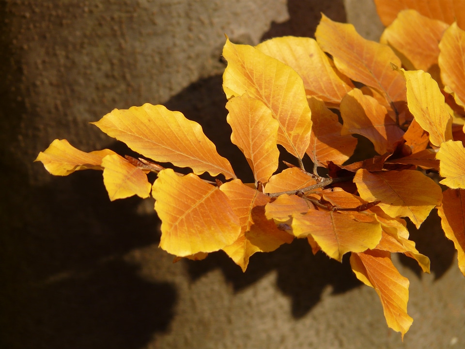Deciduous tree golden autumn golden october