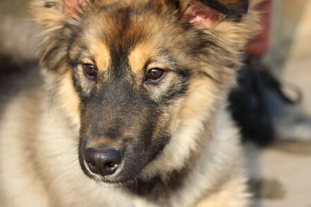 Watch animal hound