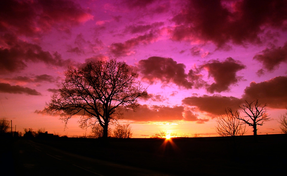 Tree sunrise outdoor