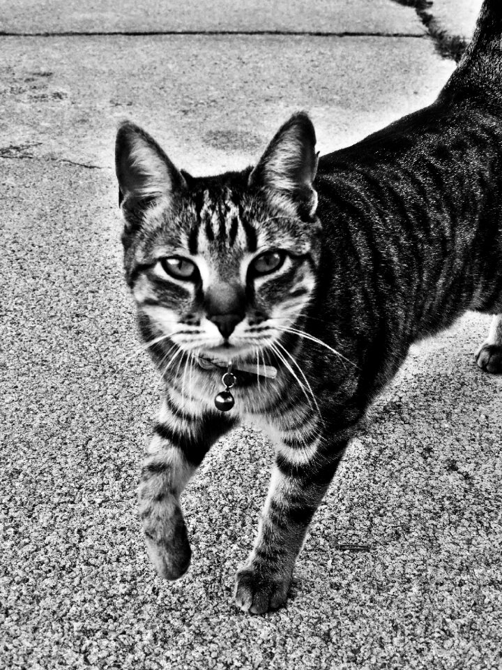 Cute feline kitty