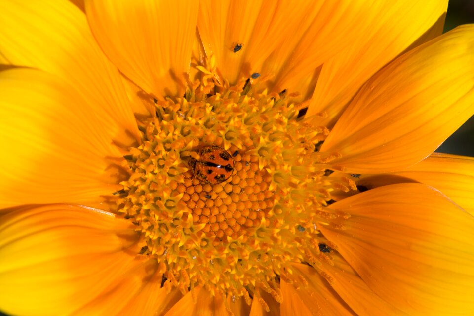Flower spring bright