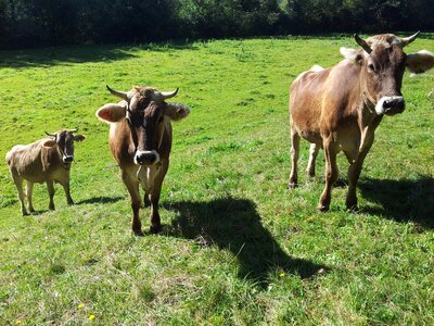 Cow allgäu brown cattle photo