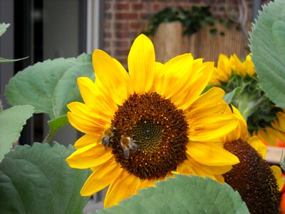 Yellow bloom plants