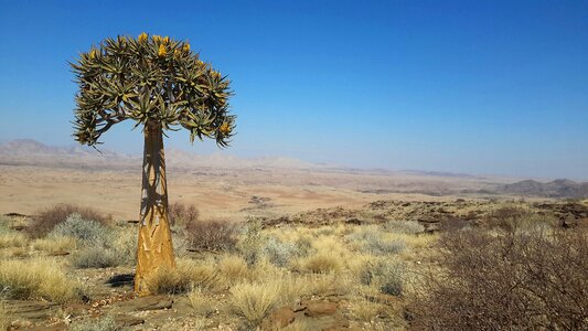 Quiver africa desert