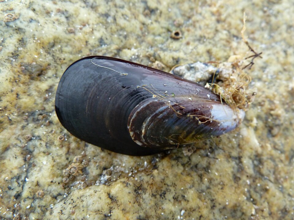 Sea ocean seashell