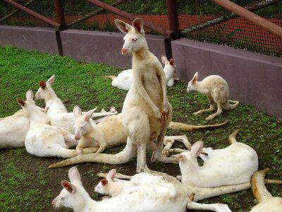 Zoo white kangaroo animal