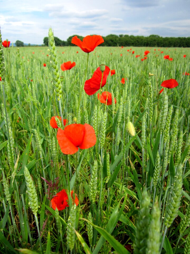 Poppy red flowers