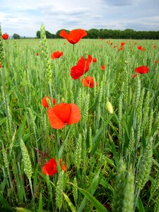 Poppy red flowers