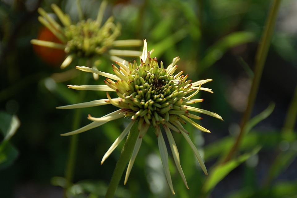 Blossom flora ecology