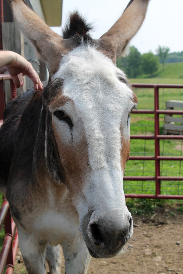 Livestock domestic nature