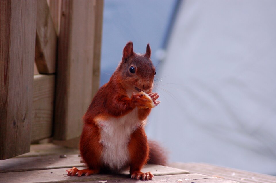 Animal animal food cute