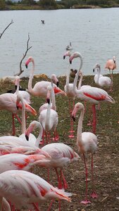 Zoo birds bird pink