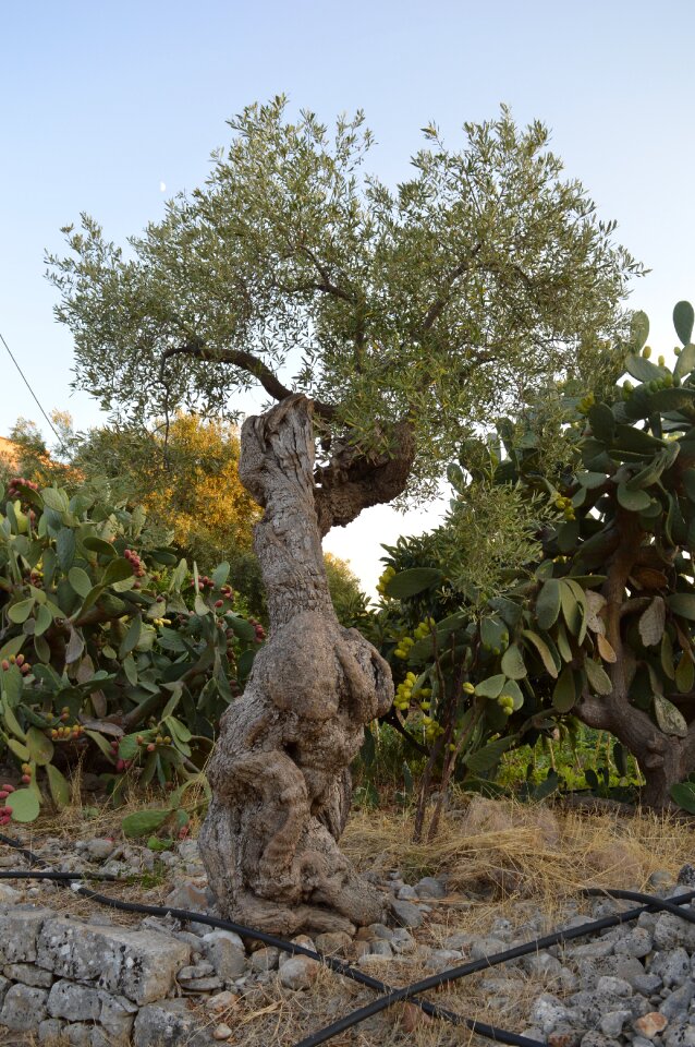 Olives olive grove agriculture