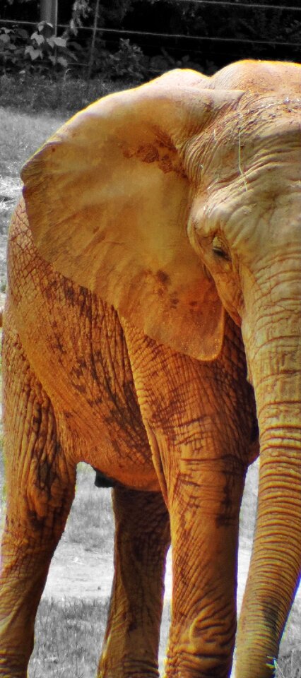 Elephant vector nature design