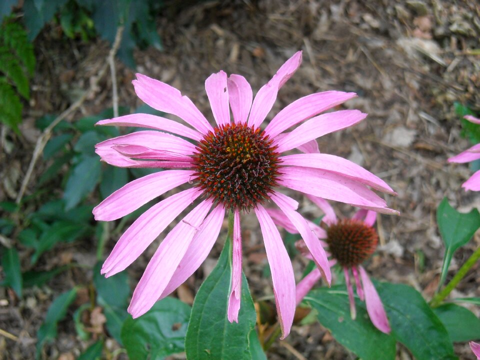 Close up overblown wilted