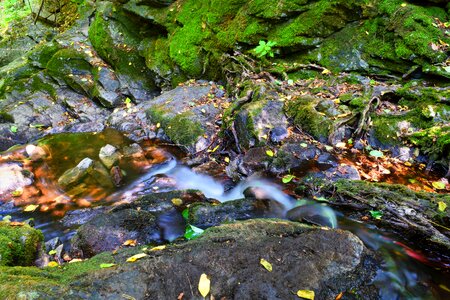 Forest a stream of water stones photo