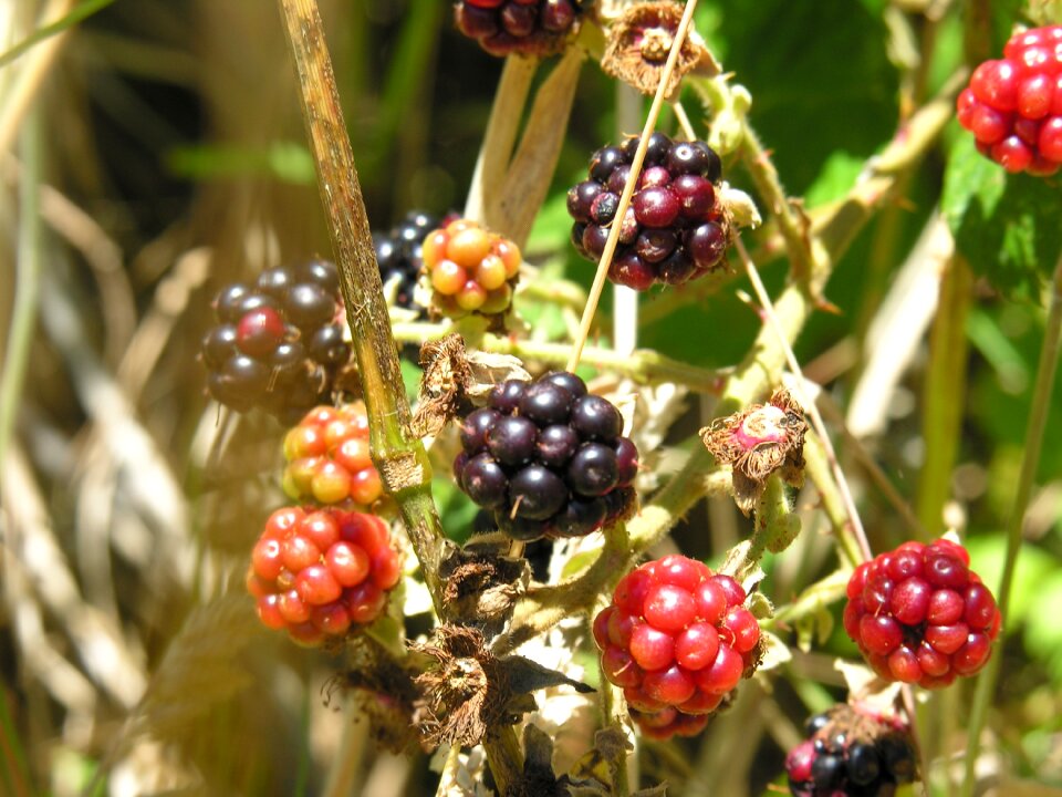 Summer food garden