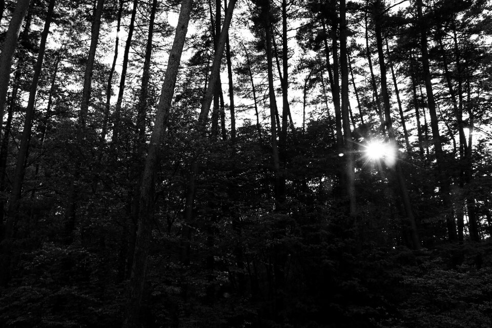 Sunbeams backlight black and white