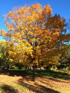 Tree autumn yellow photo