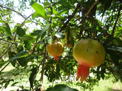 Red nature fruit season