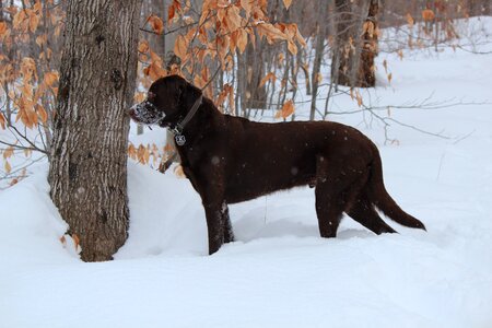 Labrador brown chocolate photo