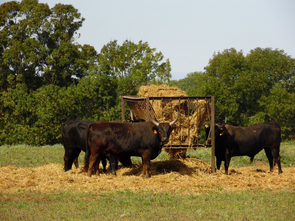Animal fields landscape