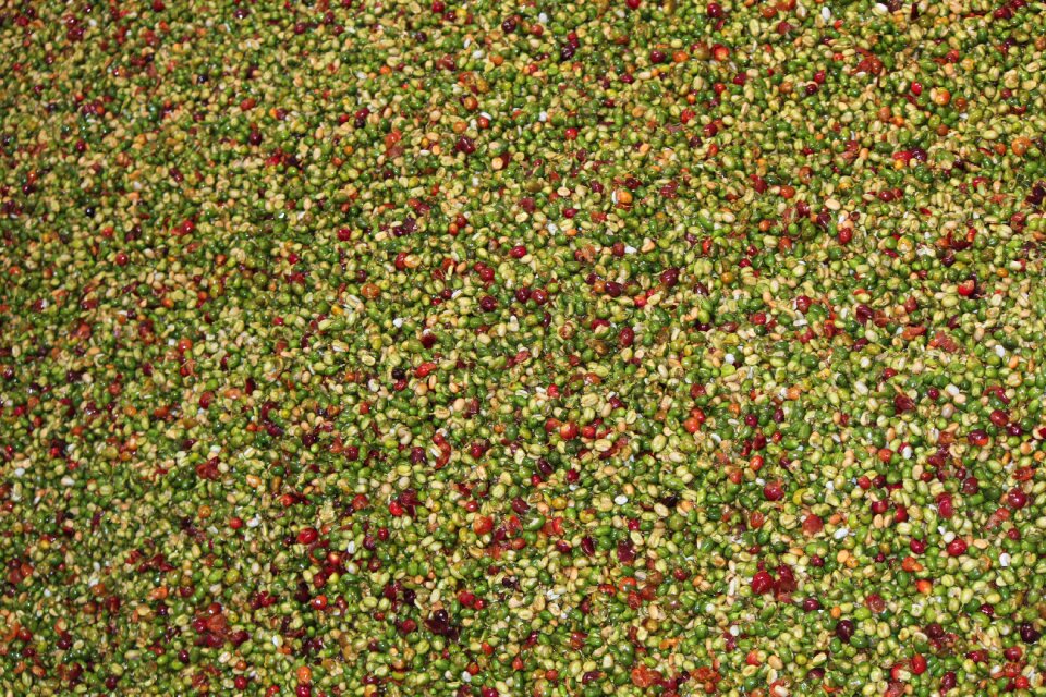 Coffee orgins coffee colored beans
