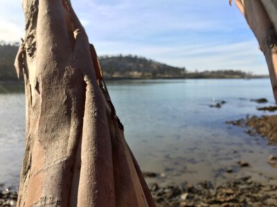Wood textures tree trunk