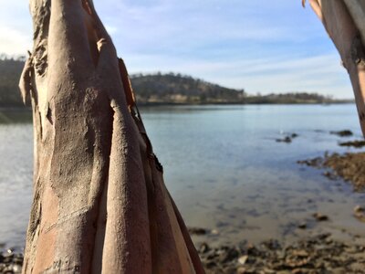 Wood textures tree trunk photo