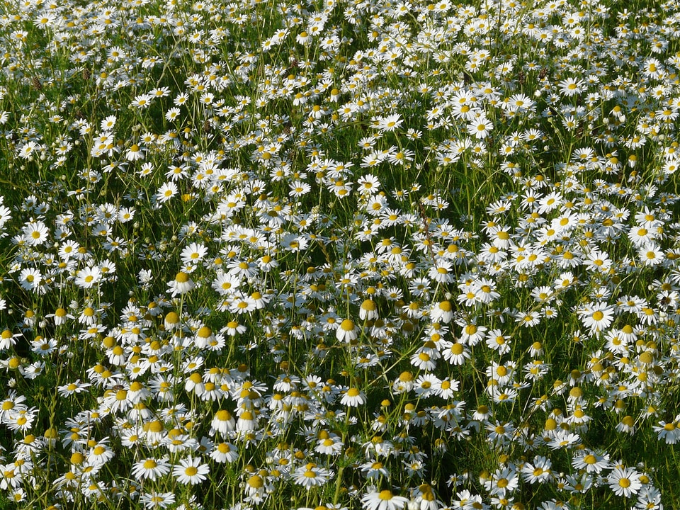 Flowers plant matricaria recutita