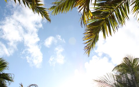 Sky palm tree tropical