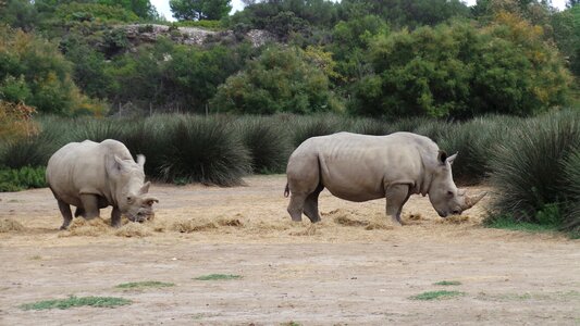 African reserve sigean zoo