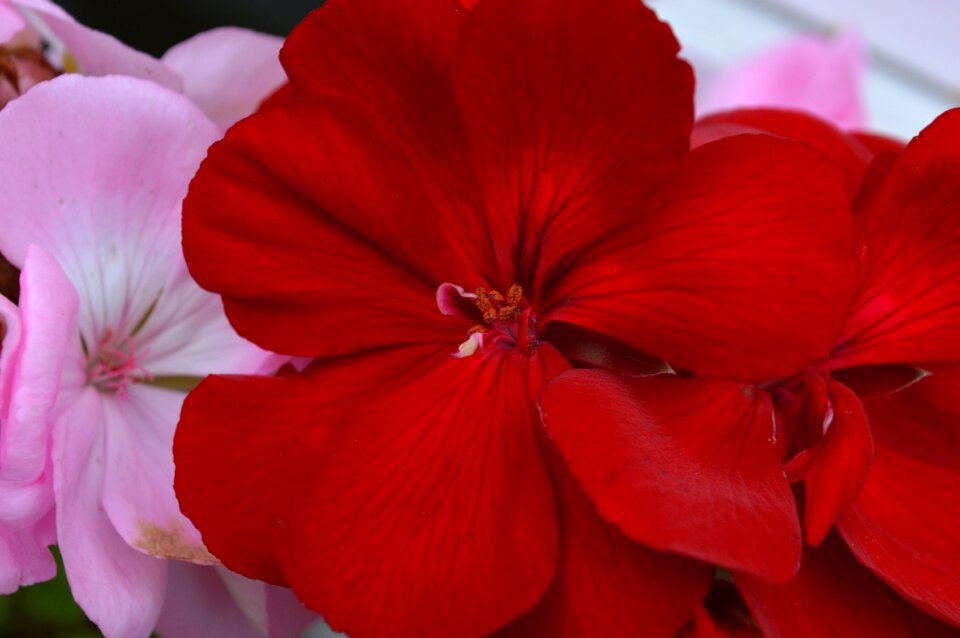 Flowers pink red