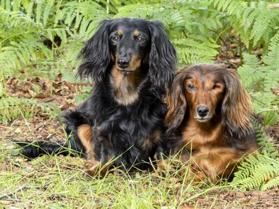 Dogs barking animals