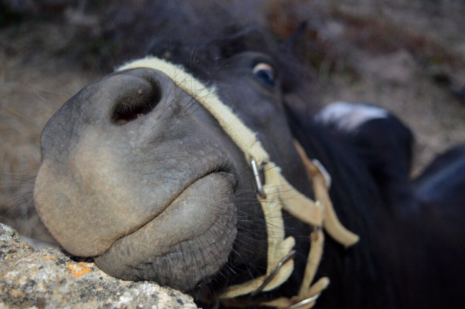 Funny face funny photo nose