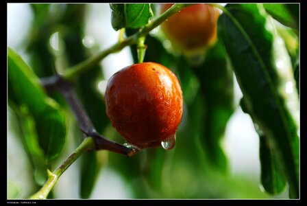 Red dates xinjiang jujube food