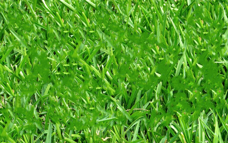 Leaves nature green