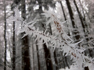 Snow frost ice photo