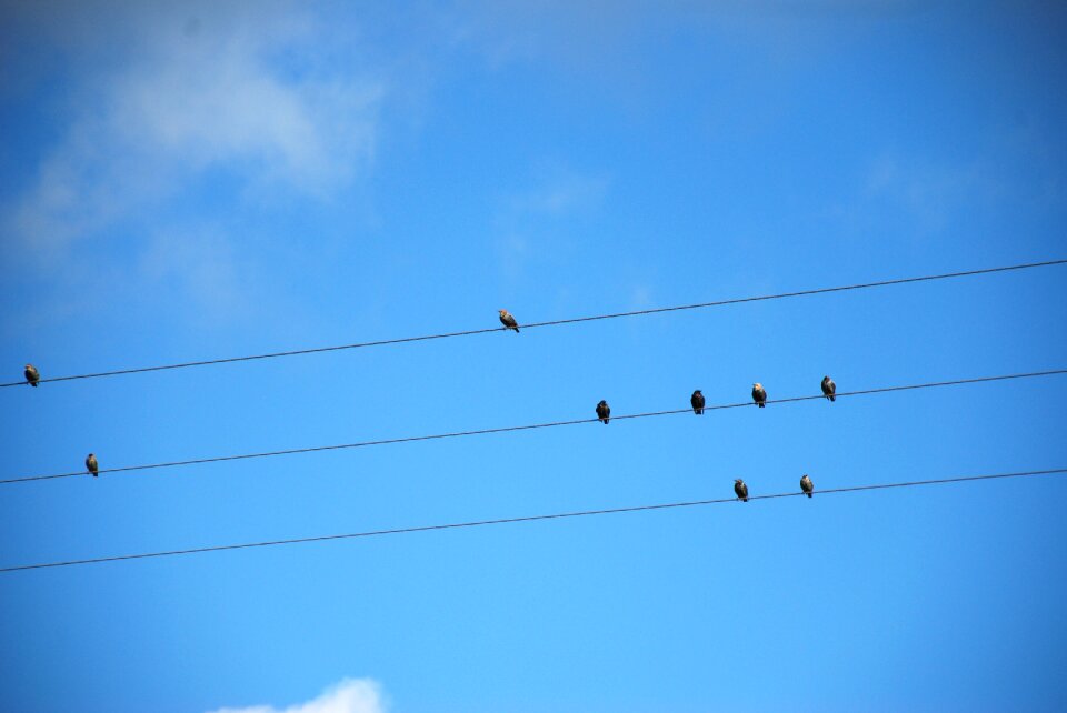 Nature sky flock of birds