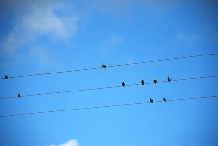 Nature sky flock of birds