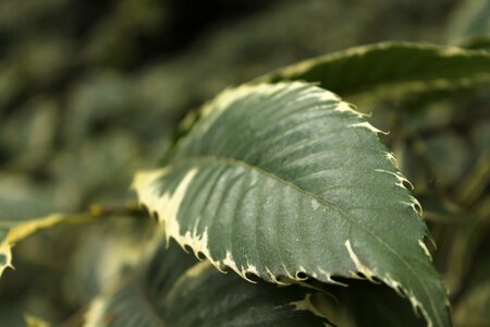 Green garden plant