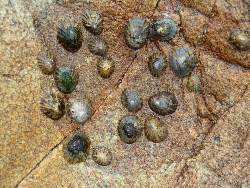 Nature water seafood