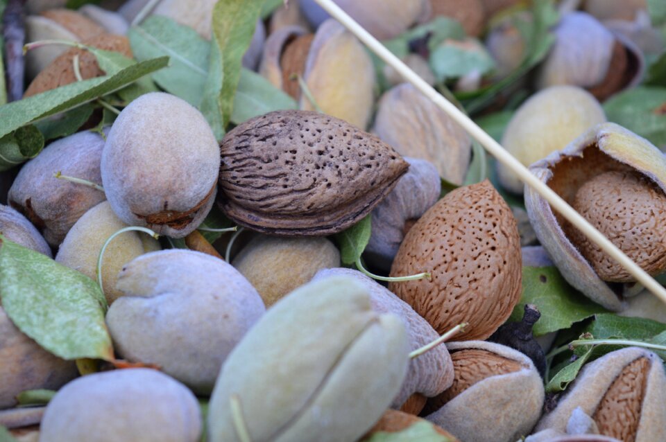 Fruit agriculture food